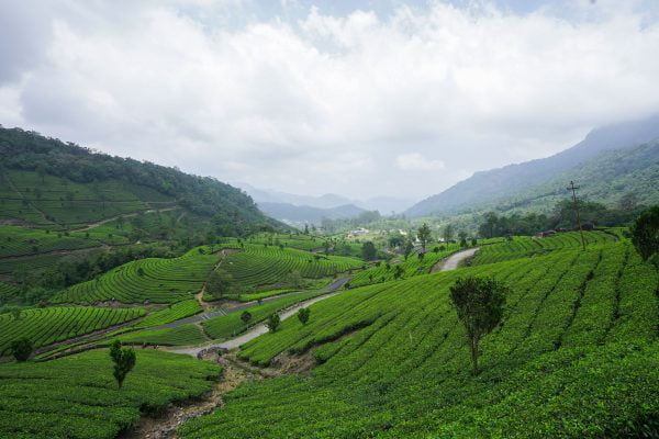 Munnar resorts honeymoon packages, munnar hotels packages